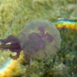 Auch dies sieht man heute im Mittelmeer