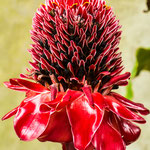 ....und die Flora auch.....