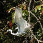 .....dieser Ibis startet durch.....