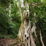 ....teilweise mit unglaublichem Wurzelwerk.....