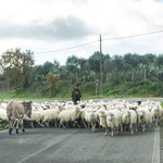 Die Esel haben nicht eine Sekunde ihr Tempo reduziert - als wenn die Schafherde nicht existieren würde 