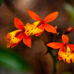 und überall tolle Blumen