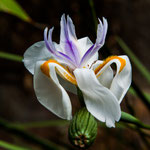 Solche exotischen Blumen wächsen hier am Strassenrand
