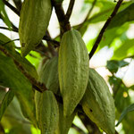 ....die Kakaofrucht...