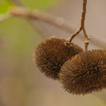 .....Kunst in der Natur.....