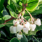 Wildblumen im November