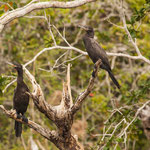 Kormorane - die gibt es scheinbar überall auf der Welt