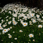 ....Botanischer Garten....