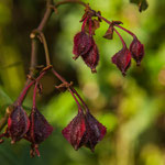 ....überall um den See gibt es wunderschöne Blumen