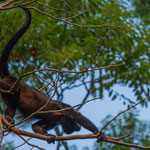 ....der Weg von einem Riesenbaum zum anderen.....