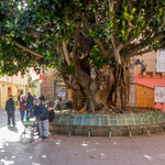 Mitten in der Altstadt stehen diese riesigen Platanen