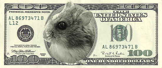 Zwerghamster Neo auf Geldschein