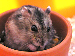 Zwerghamster