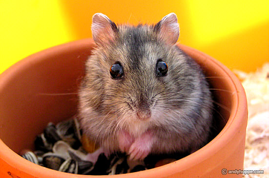 Zwerghamster — Galerie